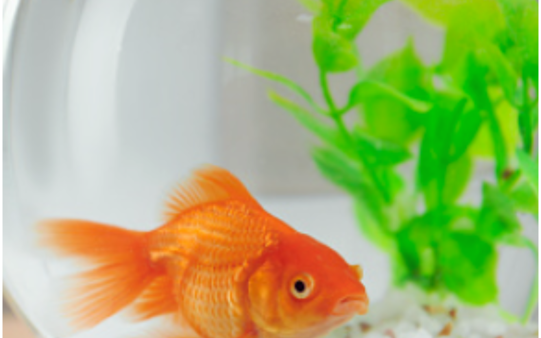 De big leap, welke sprong maak jij?